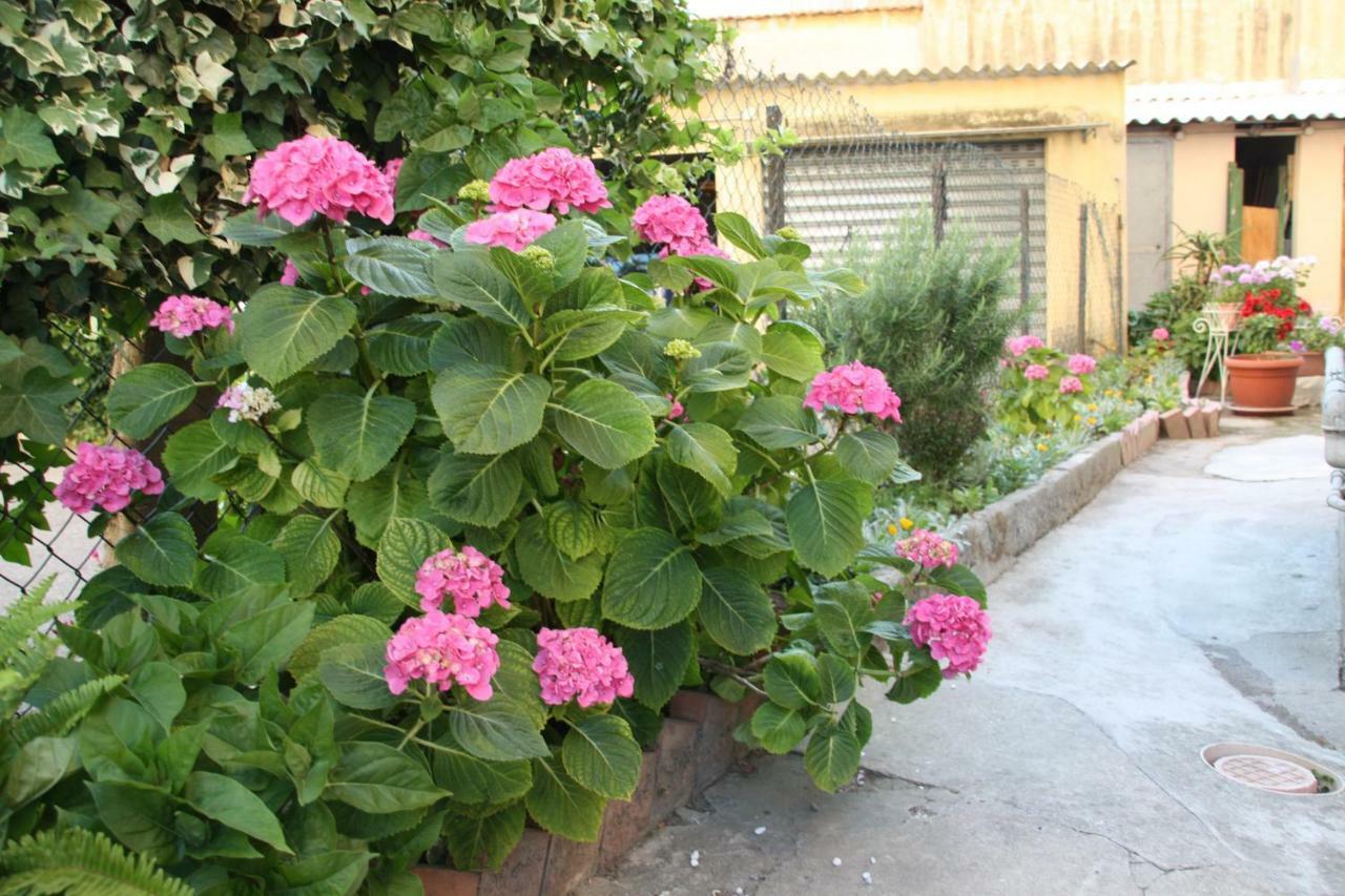 Pisa Town Bed and Breakfast Exteriör bild
