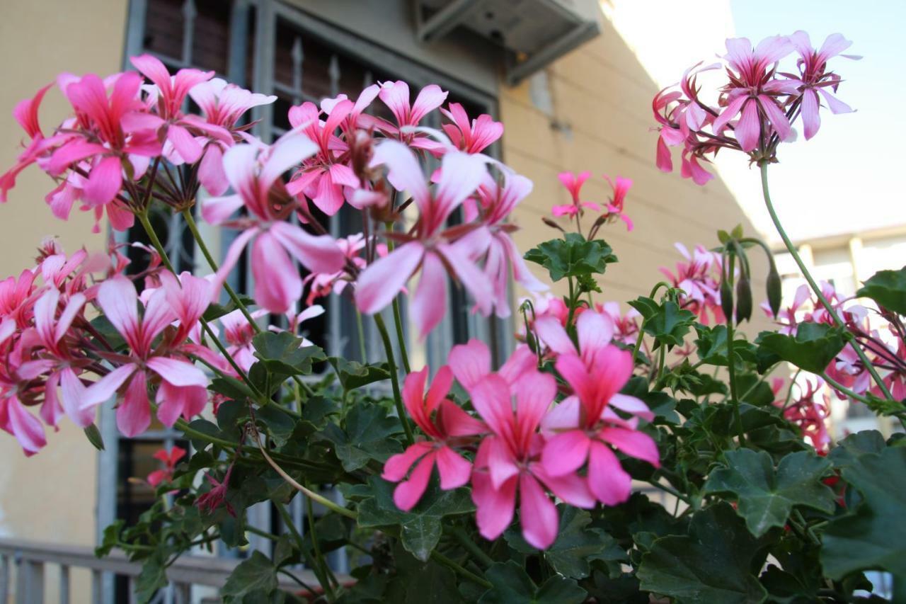 Pisa Town Bed and Breakfast Exteriör bild